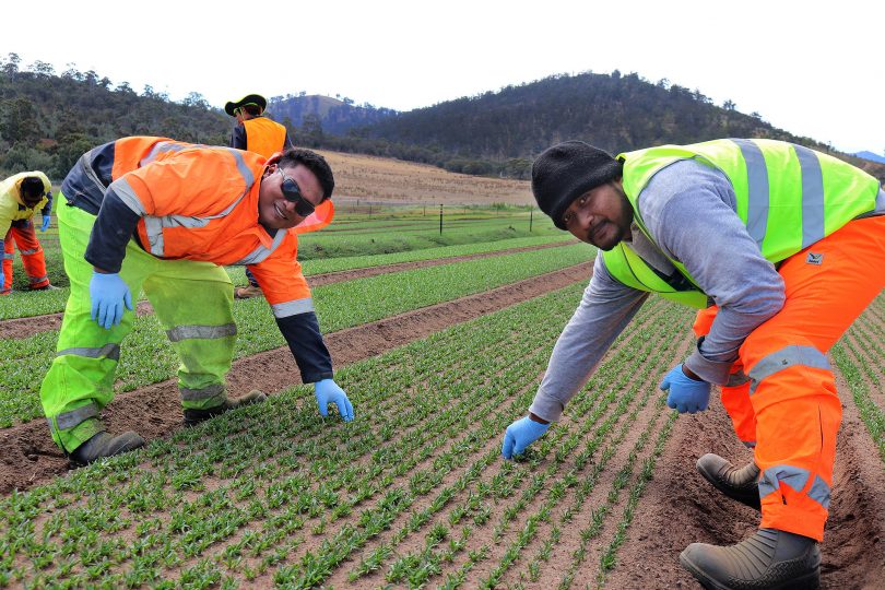 Choosing the Right PPE for Agricultural Workers in Kenya